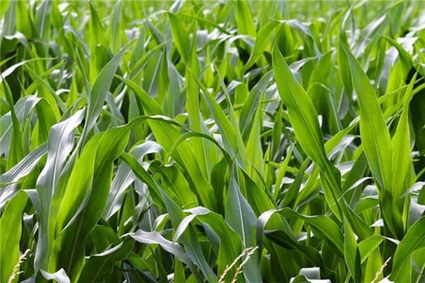 梦到了玉米叶是什么意思