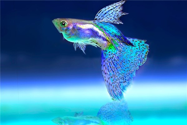 梦到鱼放生是什么意思