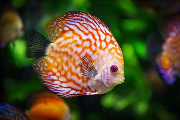 梦到了家里有鱼会