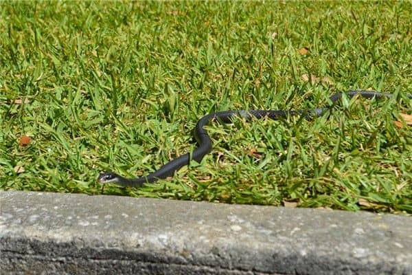 梦到乌蛇是什么意思