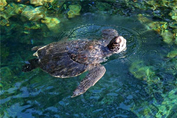 梦到了孕妇甲鱼是什么意思