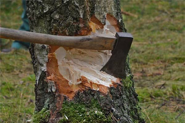 梦到自己砍树是什么意思