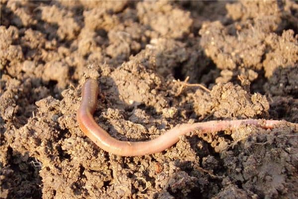 梦见蚯蚓钻脚心