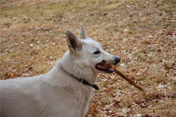 梦见孕妇被狗咬了是什么意思