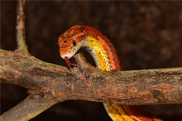 梦见彩色的蛇是什么意思