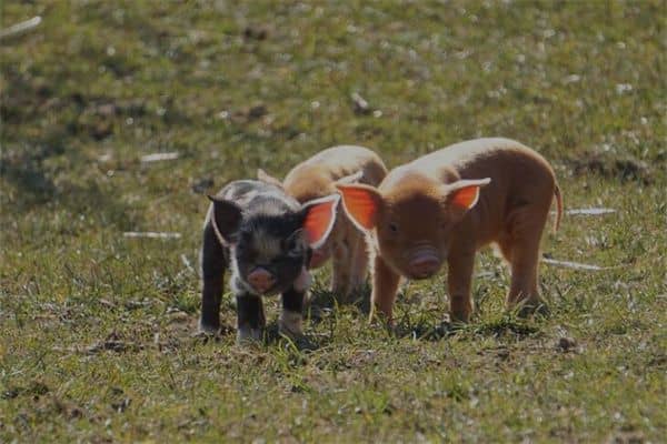 梦见猪下仔是什么意思