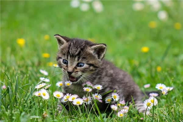 梦到了猫尿是什么意思