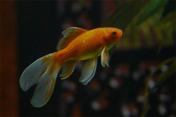 梦到捉金鱼是什么意思