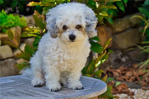 梦到狗吃狗是什么意思