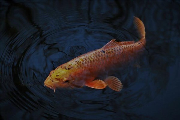 梦到鱼血是什么意思