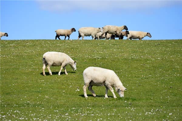 梦到吃羊是什么意思