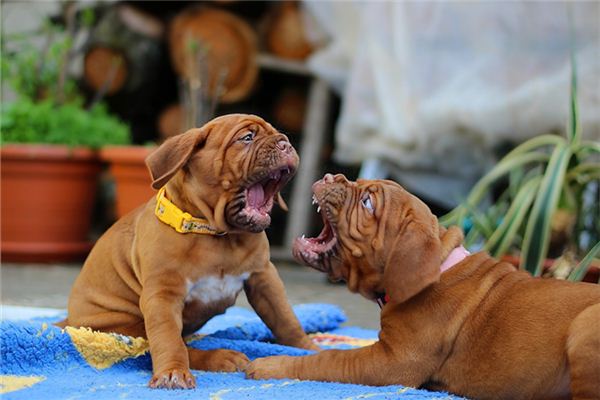 梦见两只狗打架