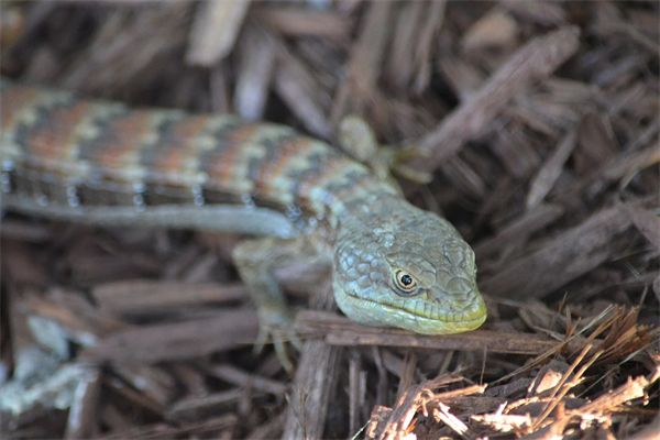 梦到了蛇咬腿是什么意思