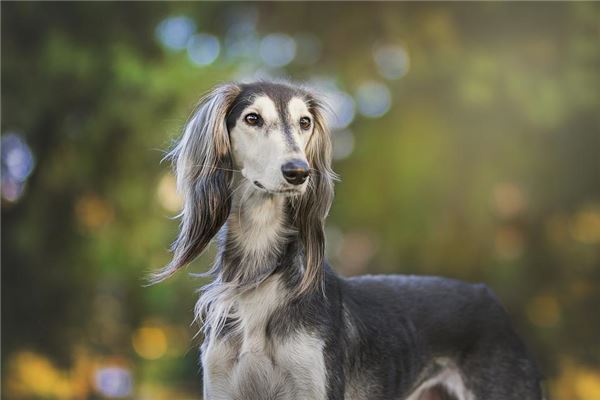 梦到了蛇狗是什么意思