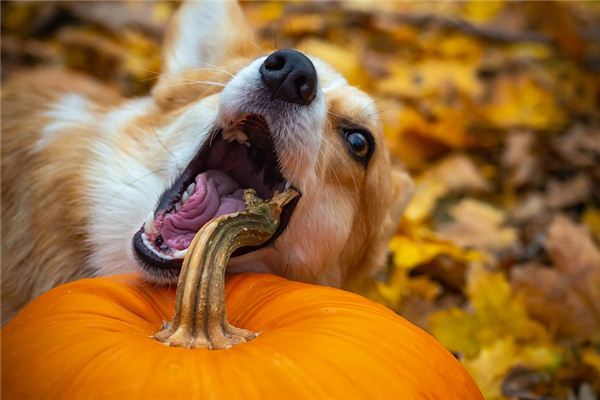 梦见狗咬好不好