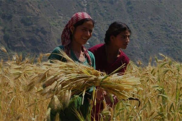 梦到割麦是什么意思