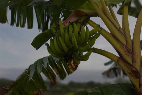 梦到芭蕉树是什么意思