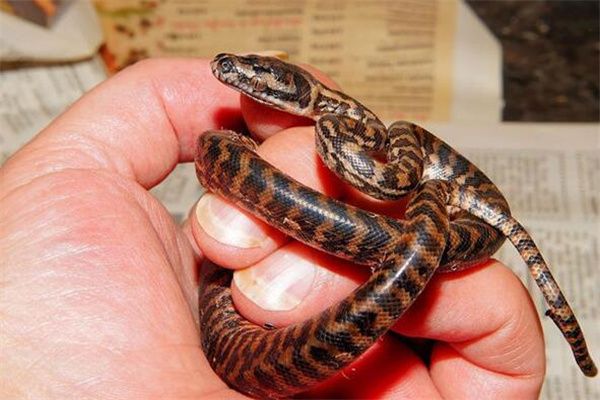 梦到生蛇是什么意思