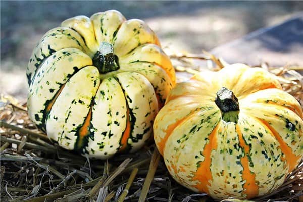 梦到青南瓜是什么意思