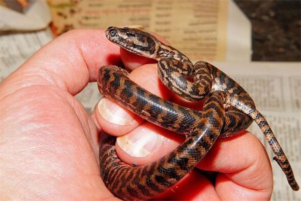 梦到了蛇在家是什么意思