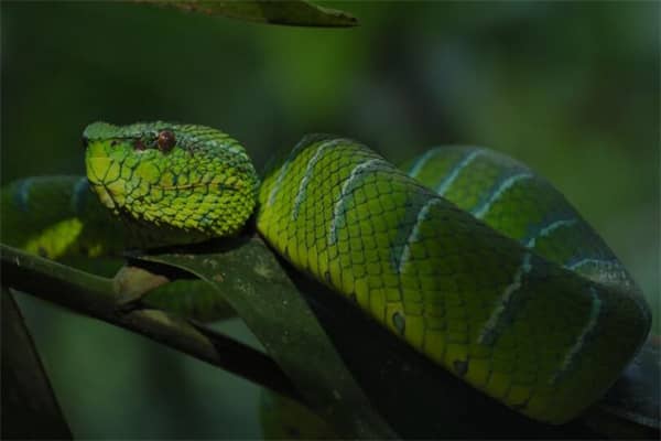 梦到了蛇多是什么意思