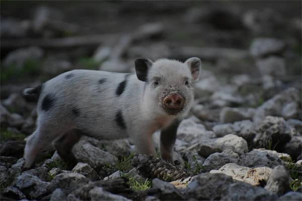梦到杀猪见血是什么意思