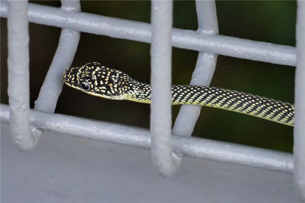 梦见蛇咬自己小腿