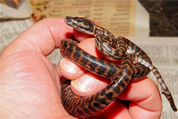 梦到了银环蛇是什么意思