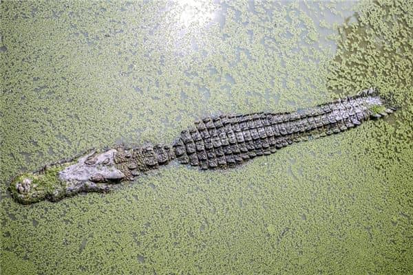 梦见鳄鱼在水里