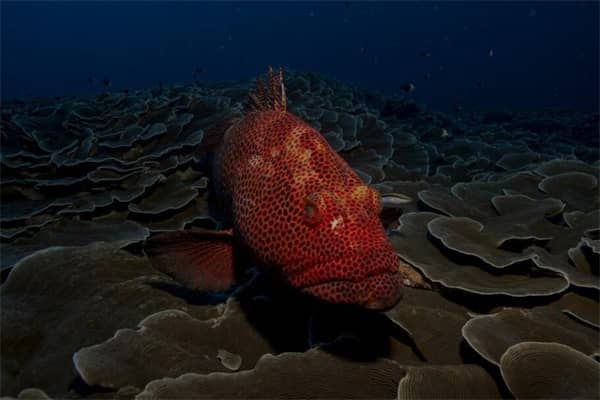 梦见石斑鱼会是什么意思