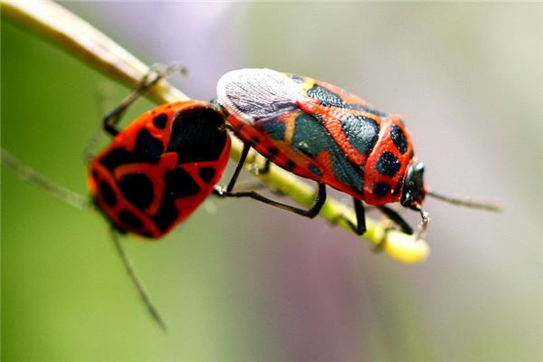 梦见家里有好多虫子