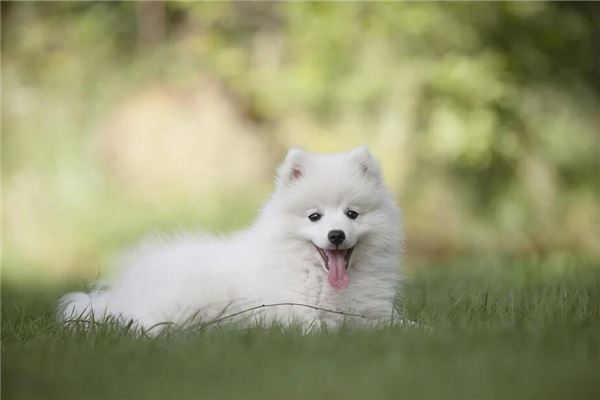 梦见白狗和黑狗