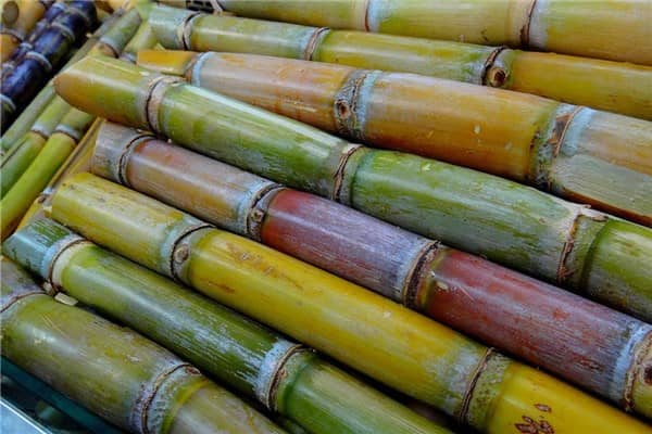 梦见甘蔗地是什么意思