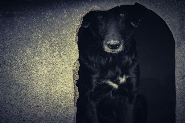 梦到狗洞是什么意思