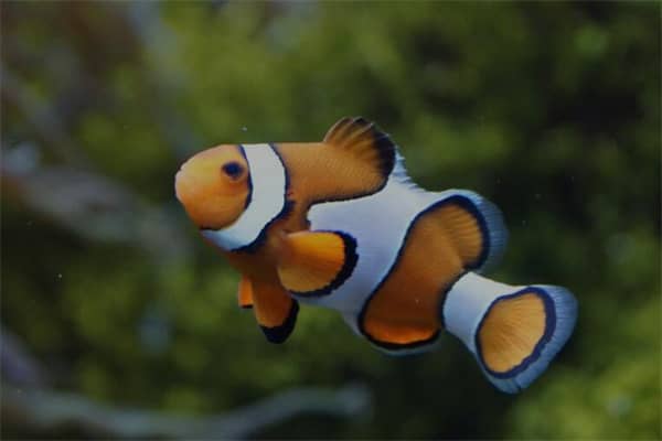 梦见各种鱼是什么意思