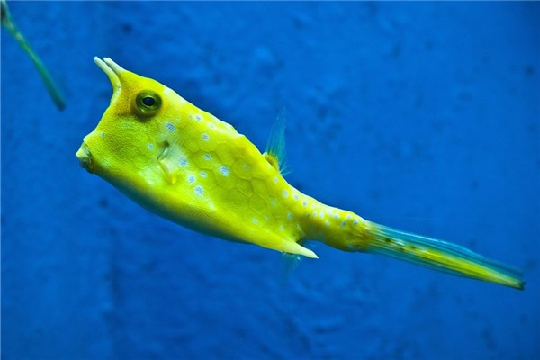 梦到了无头鱼是什么意思