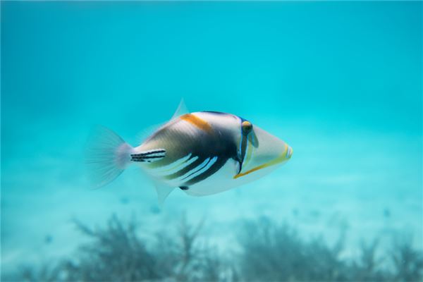 梦见大鱼快死了