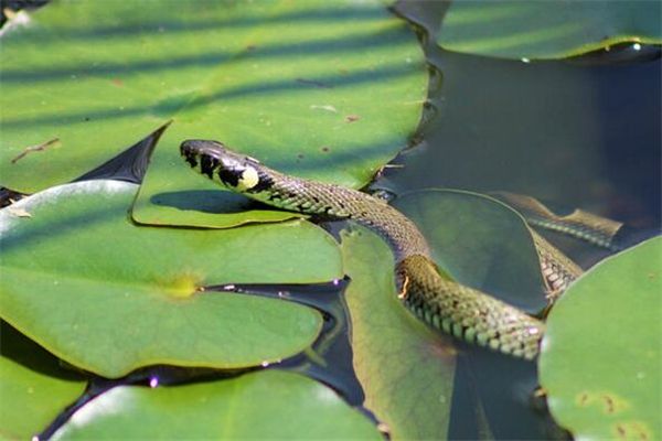 梦到了扒蛇皮是什么意思