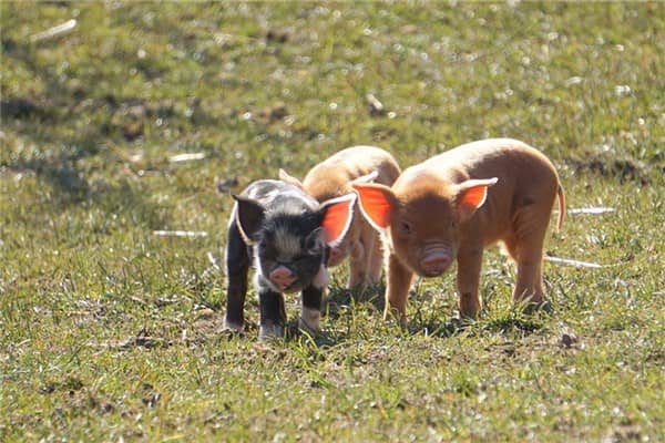 梦到了生小猪是什么意思