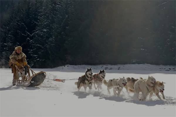 梦到了狗拉车是什么意思