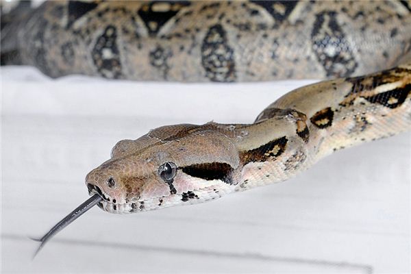 梦见大蛇吃小蛇