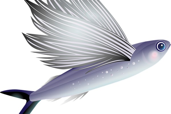 梦见鱼飞是什么意思