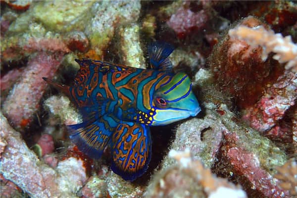 梦见鳜鱼是什么意思