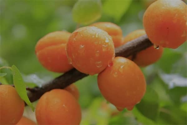 梦见黄杏是什么意思