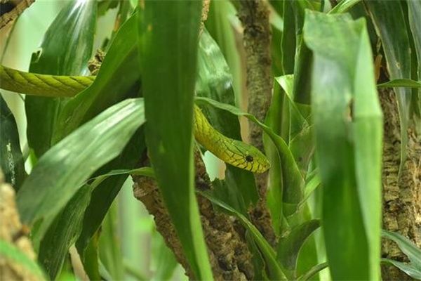 梦到了蛇生子是什么意思