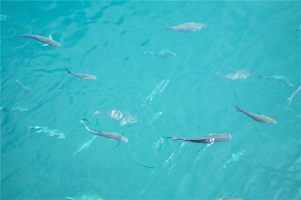 梦见抓到好多鱼