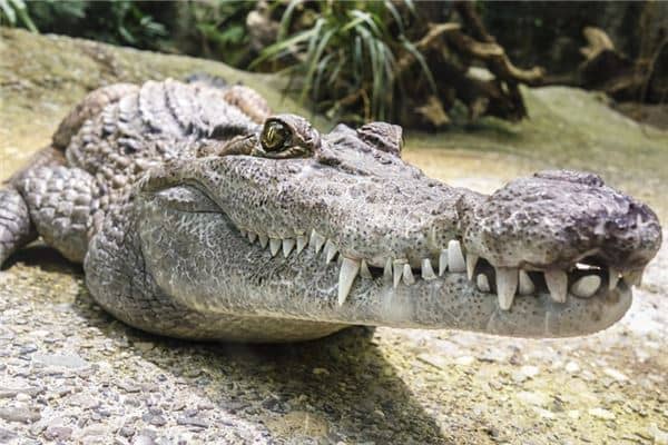 梦见鳄鱼咬别人