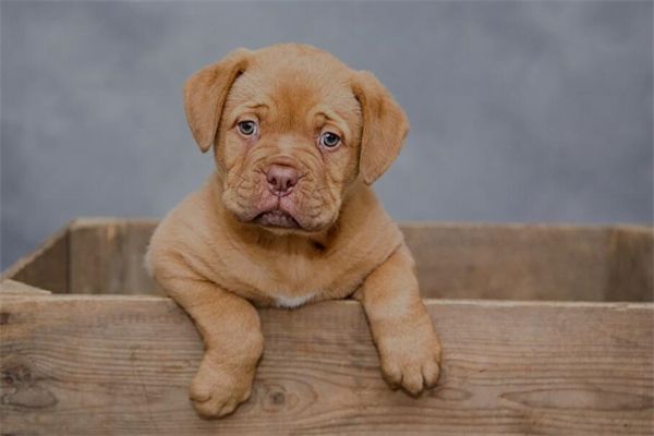 梦见狗丢失是什么意思