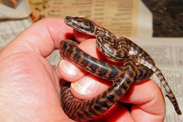 梦到了蛇往身上爬是什么意思