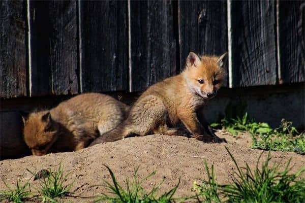 梦见三条狗是什么意思